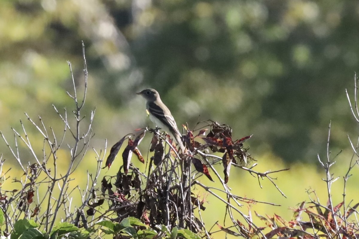 eBird Checklist - 5 Sep 2024 - Springbrook Prairie Forest Preserve - 34 ...