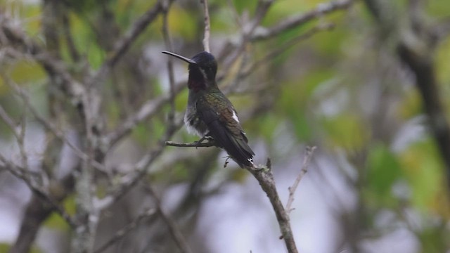 Long-billed Starthroat - ML623358627