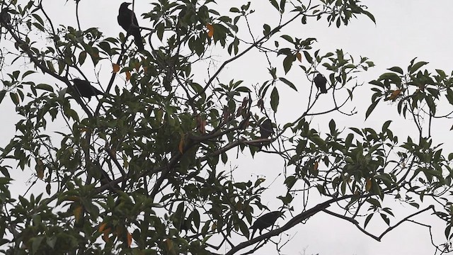 Giant Cowbird - ML623358639