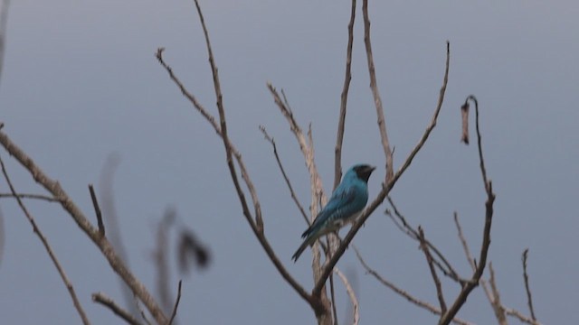 Swallow Tanager - ML623358644