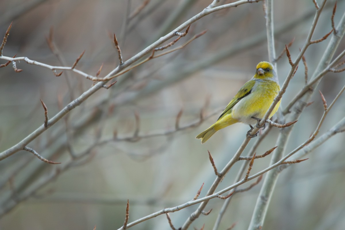 Cape Canary - ML623358654