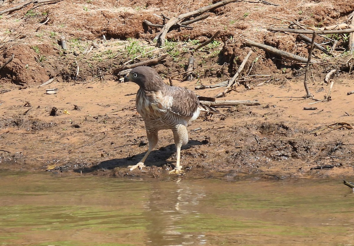 Roadside Hawk - ML623358670