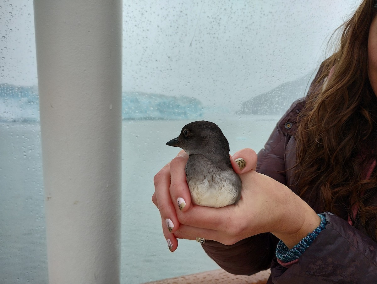 Cassin's Auklet - ML623358698