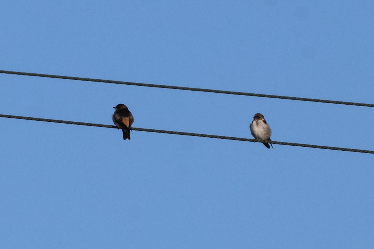 Cliff Swallow - ML623358734
