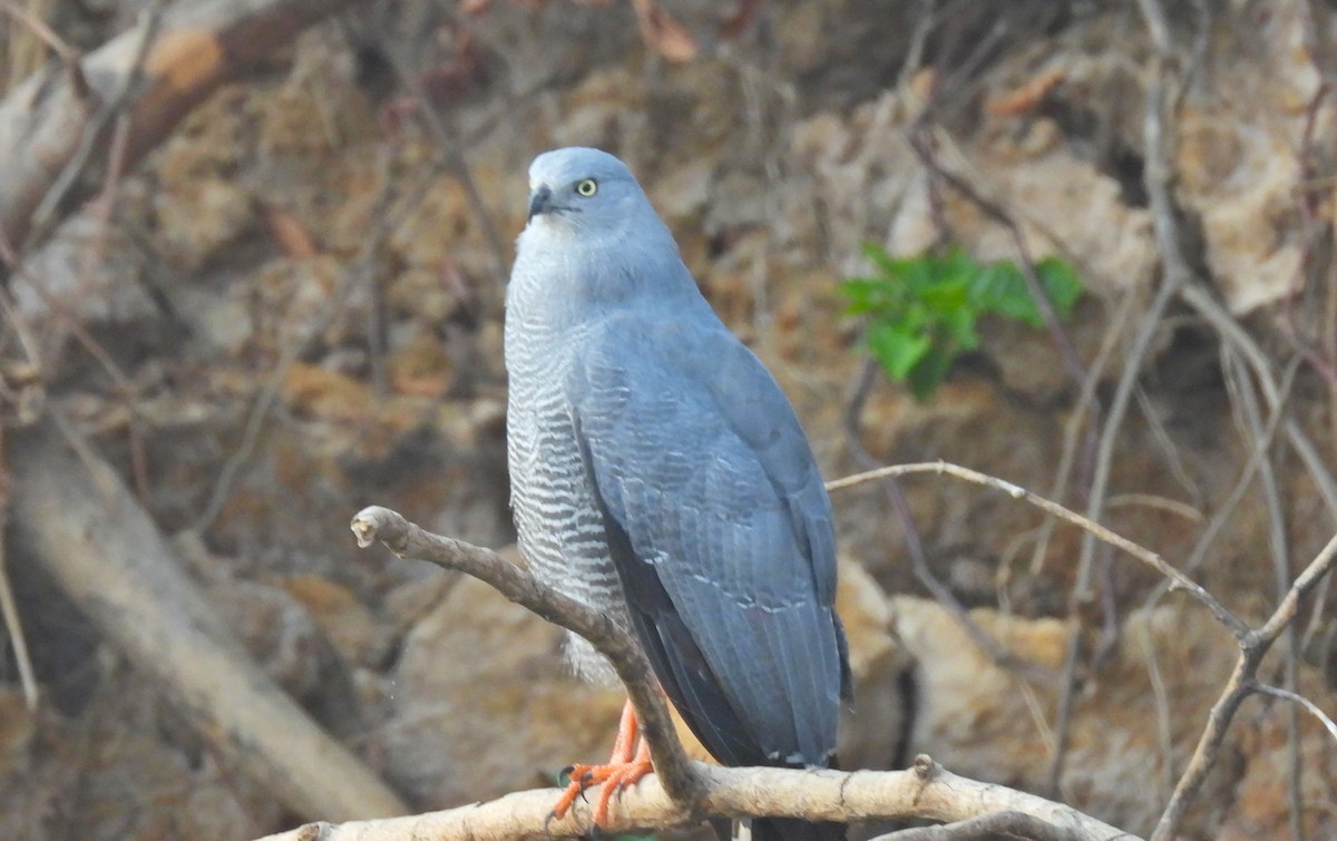 Crane Hawk (Banded) - ML623358762