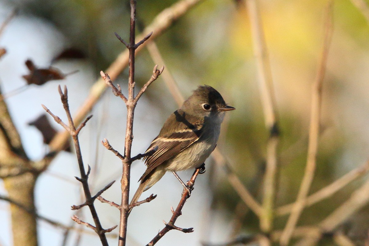 Least Flycatcher - ML623358785