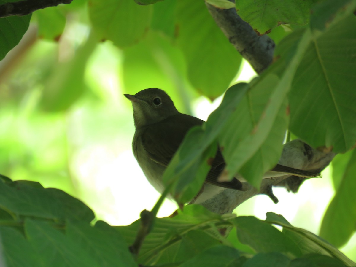 Thrush Nightingale - ML623358847