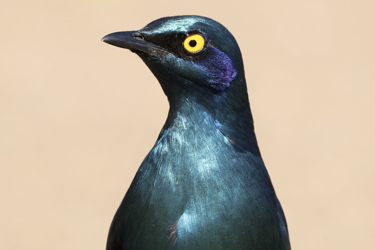 Greater Blue-eared Starling - ML623358853