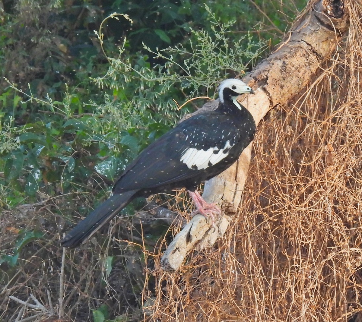 White-throated Piping-Guan - ML623358857