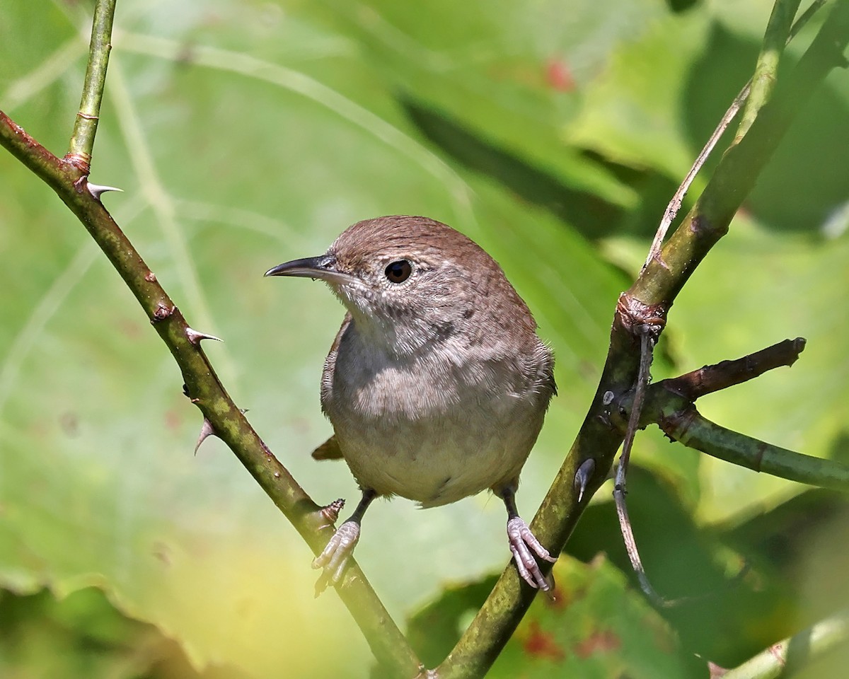 House Wren - ML623358869