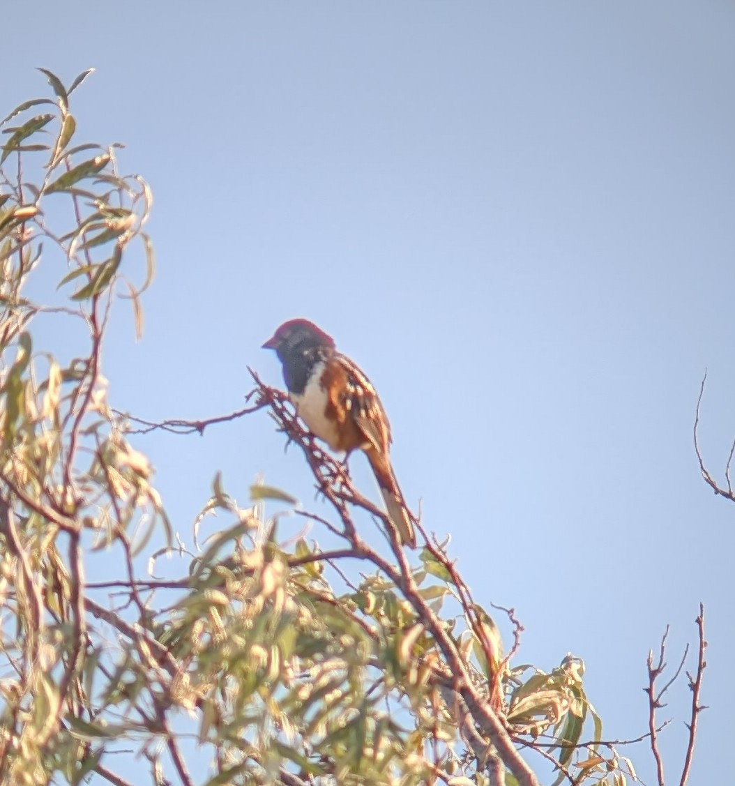 Spotted Towhee - ML623358871