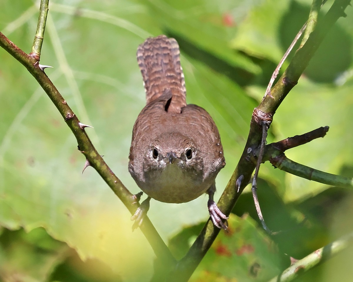 House Wren - Tom Murray