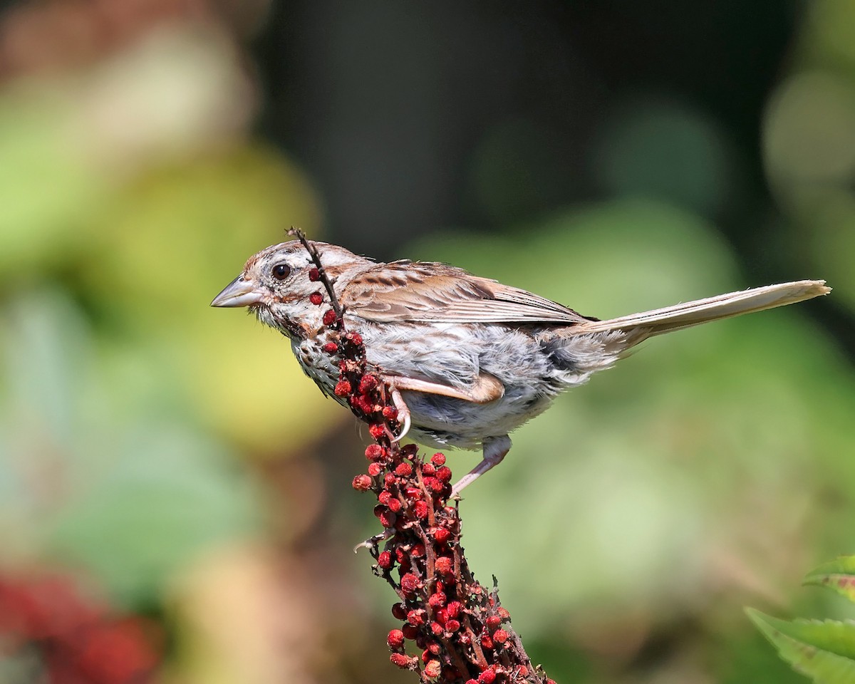 Song Sparrow - ML623358876