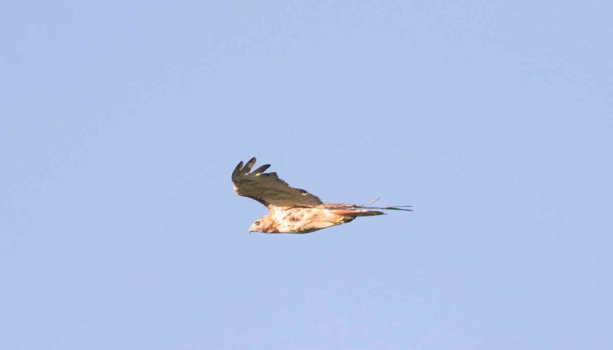 Red-tailed Hawk - ML623358877