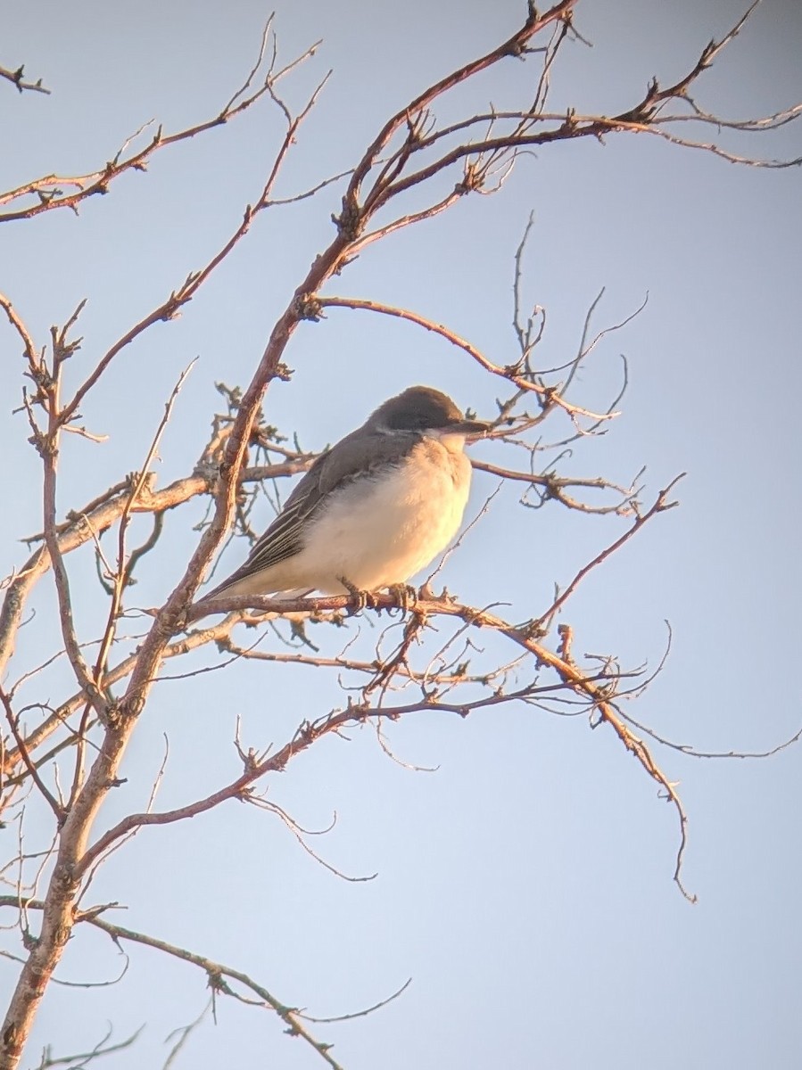 Eastern Kingbird - ML623358880