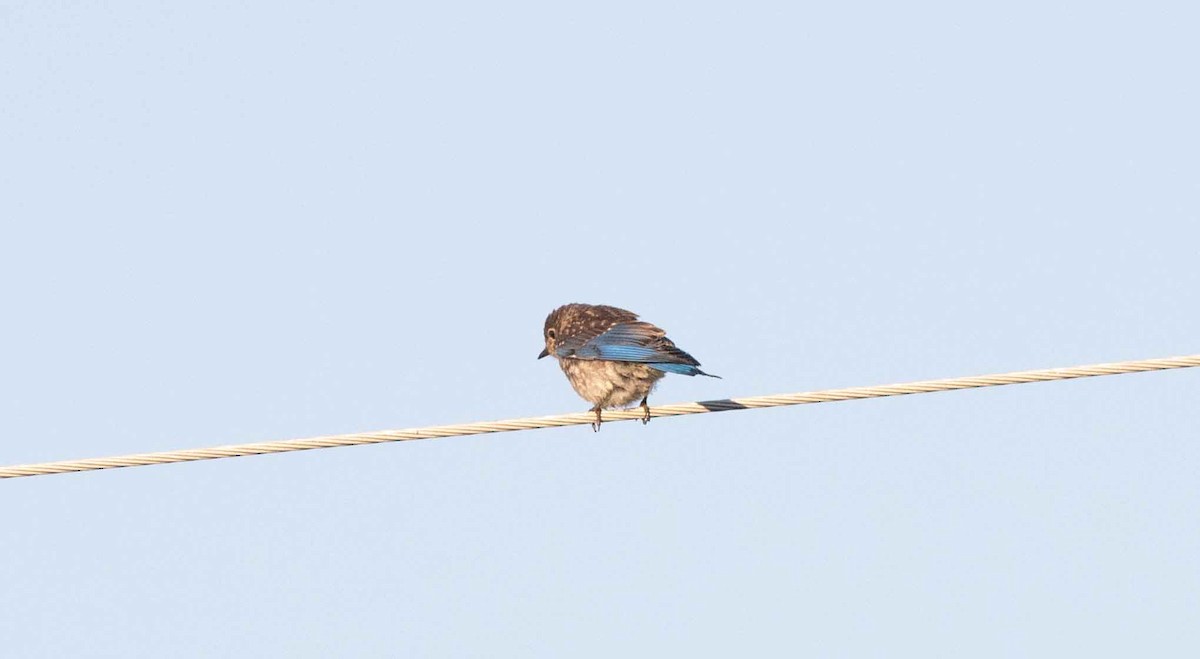 Eastern Bluebird - ML623358883