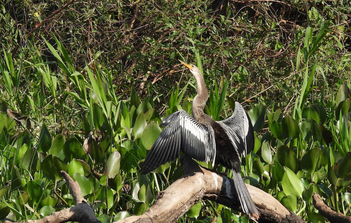Anhinga - ML623358889