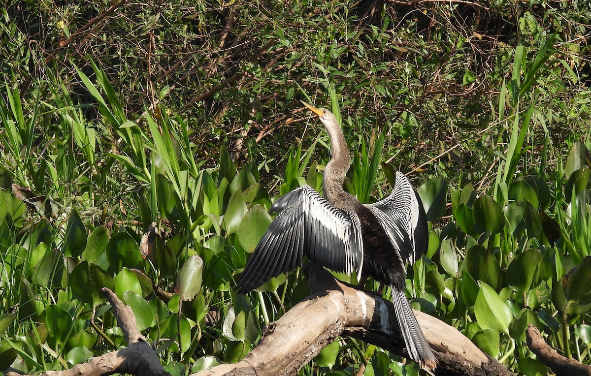 Amerika-Schlangenhalsvogel - ML623358889