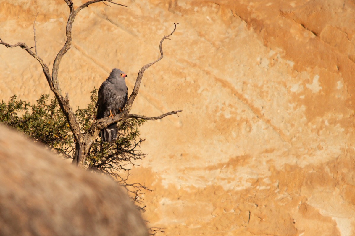 African Harrier-Hawk - ML623358904