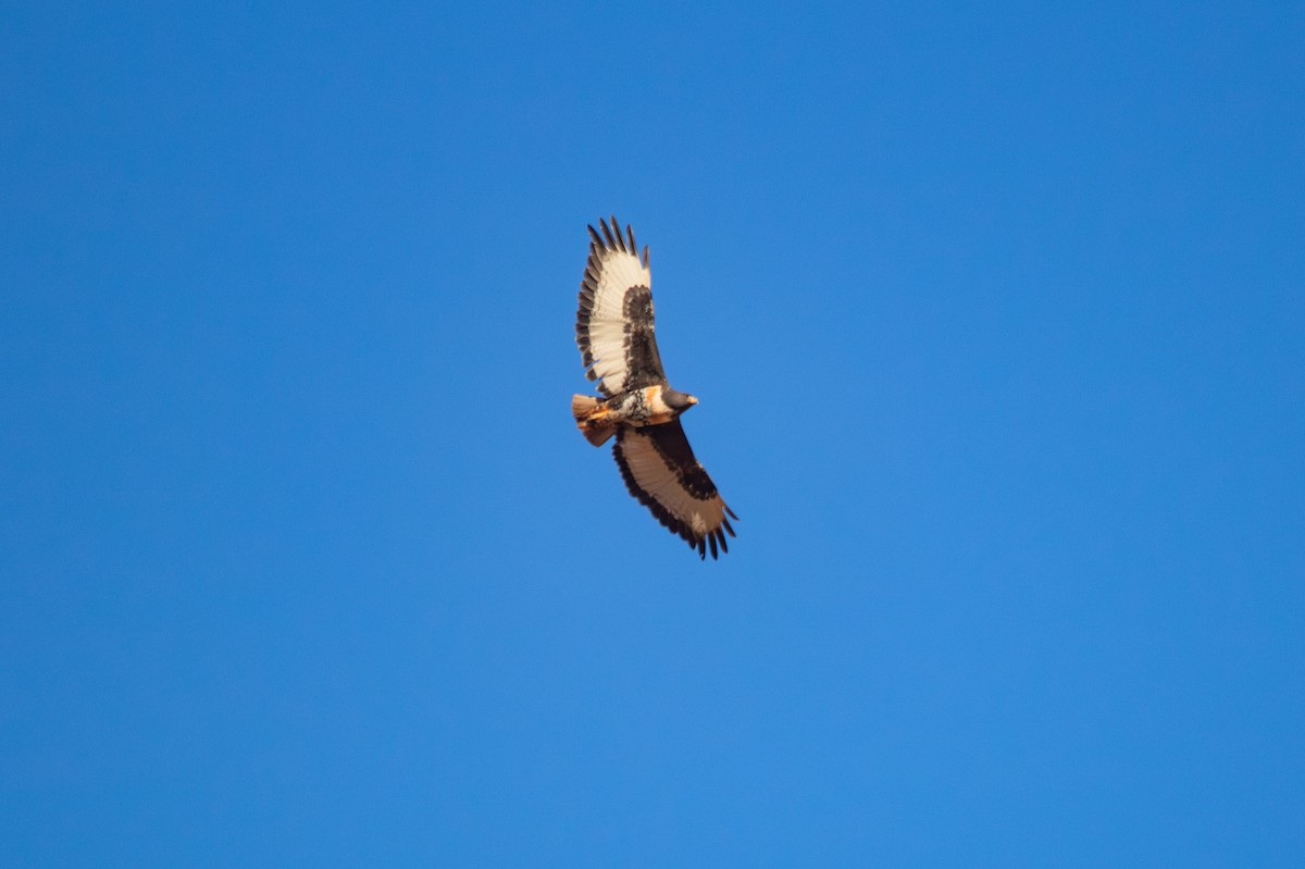 Jackal Buzzard - ML623358908