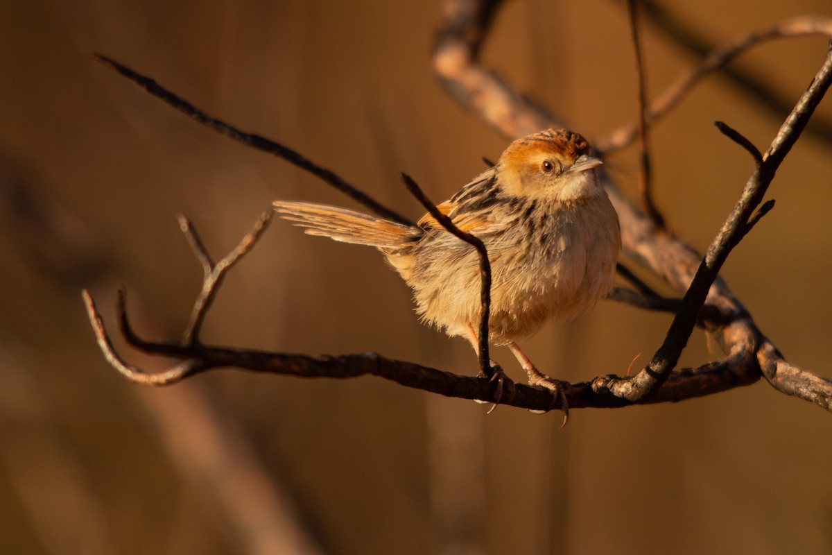 Levaillant's Cisticola - ML623358911