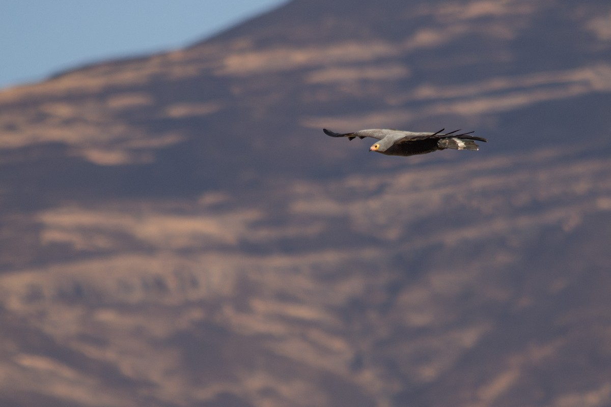 African Harrier-Hawk - ML623358920