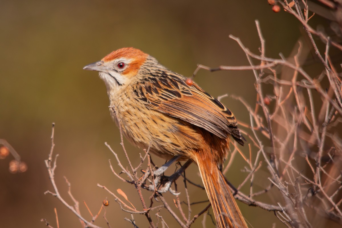 Cape Grassbird - ML623358923