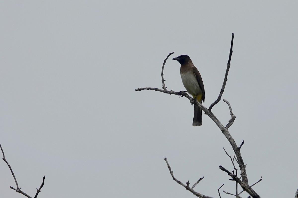 Common Bulbul (Dark-capped) - ML623358929