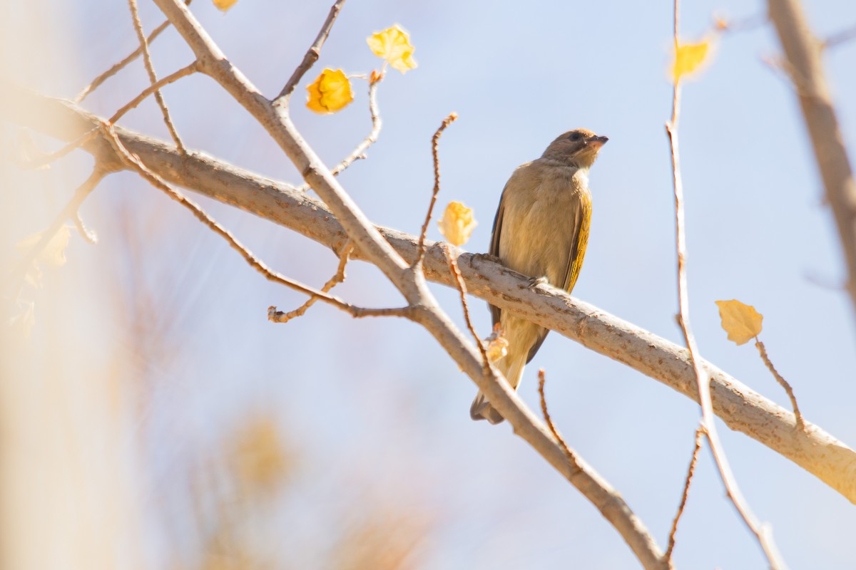 Lesser Honeyguide - ML623358933