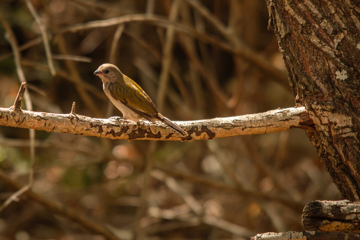 Lesser Honeyguide - ML623358934