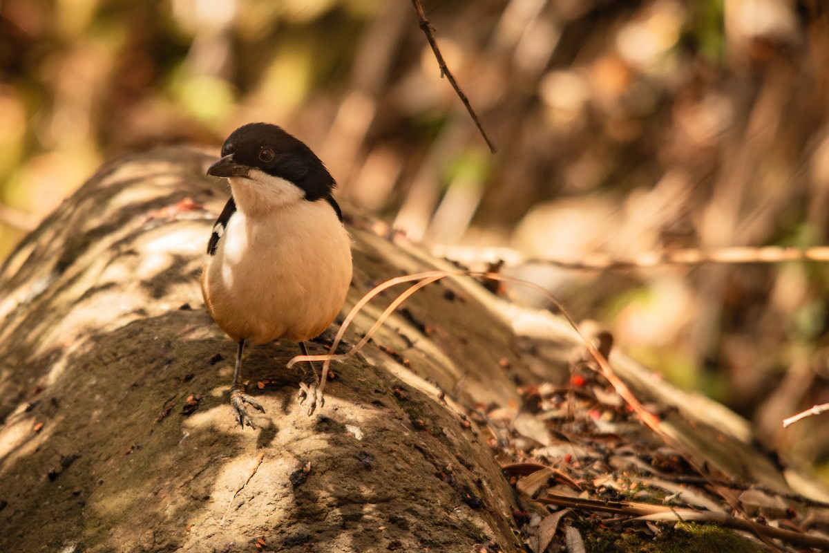 Southern Boubou - ML623358938