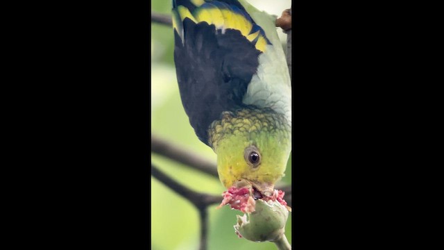 フジイロオインコ - ML623358952