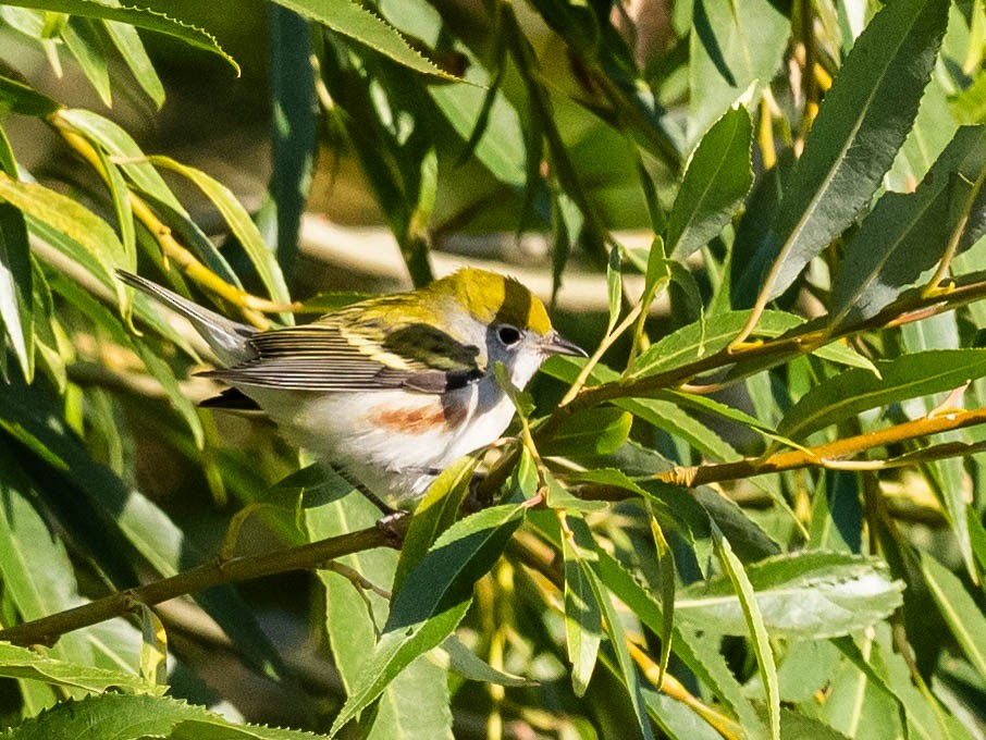 Chestnut-sided Warbler - Bob Friedrichs