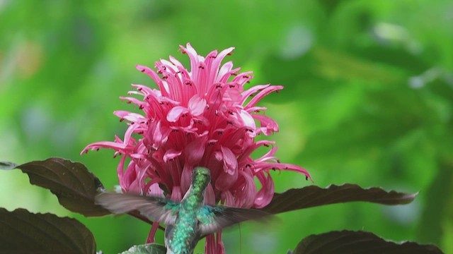 Crowned Woodnymph - ML623359017