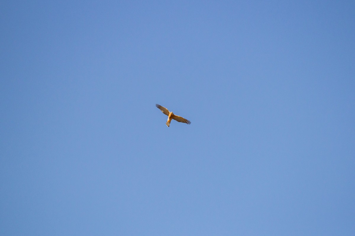 Rufous-breasted Sparrowhawk - ML623359020