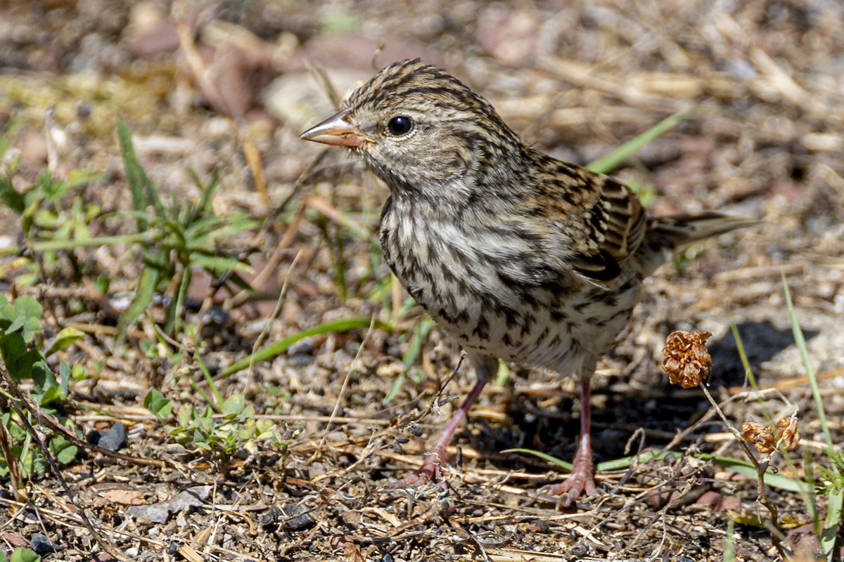 Chipping Sparrow - ML623359031