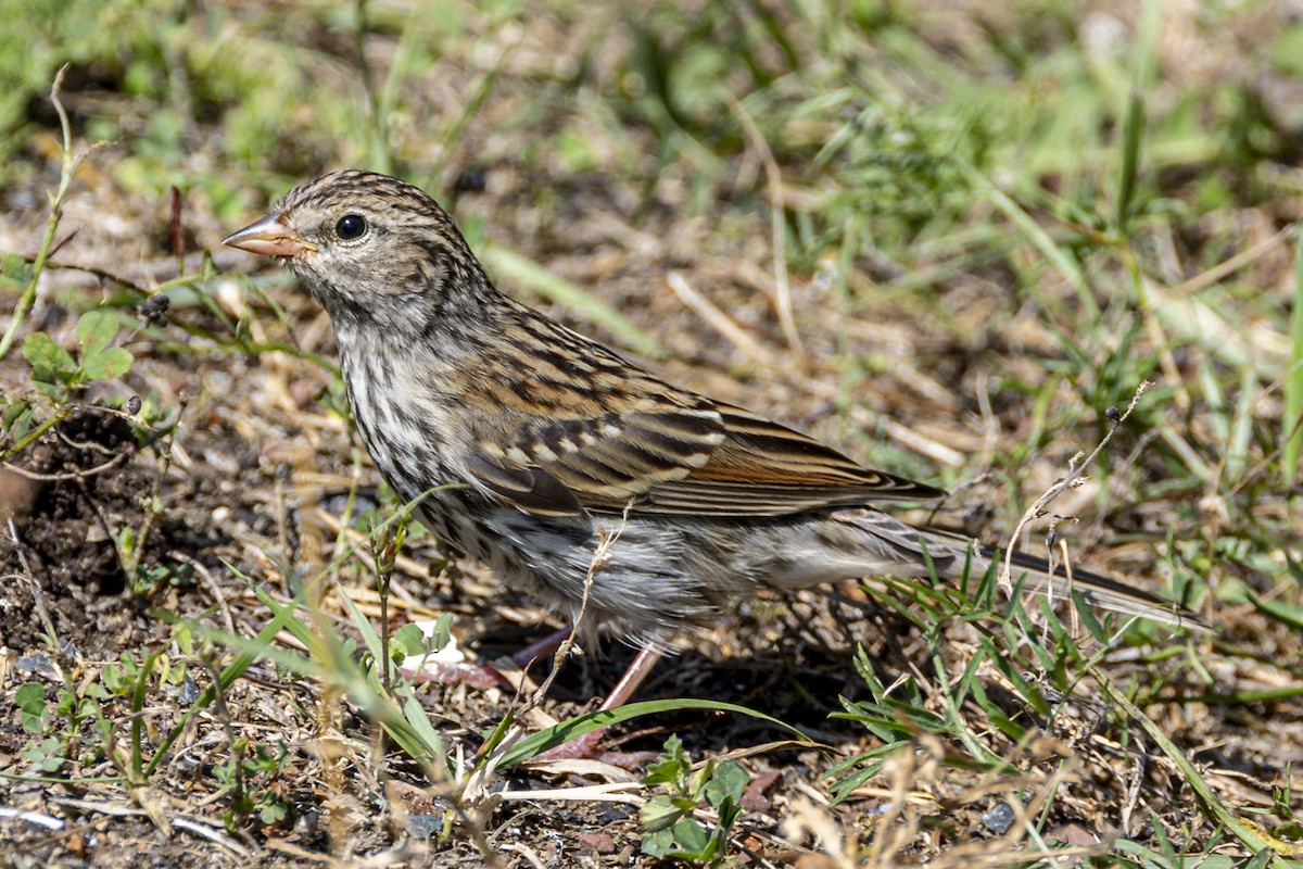 Chipping Sparrow - ML623359032