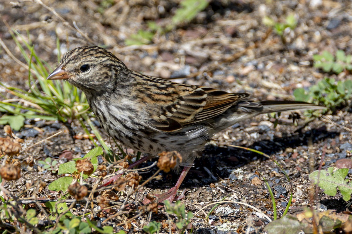Chipping Sparrow - ML623359033