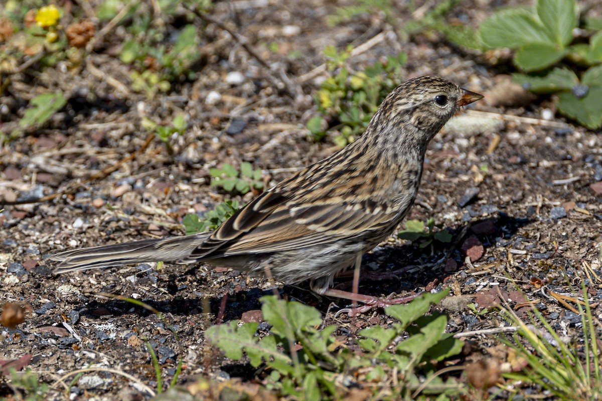 Chipping Sparrow - ML623359034
