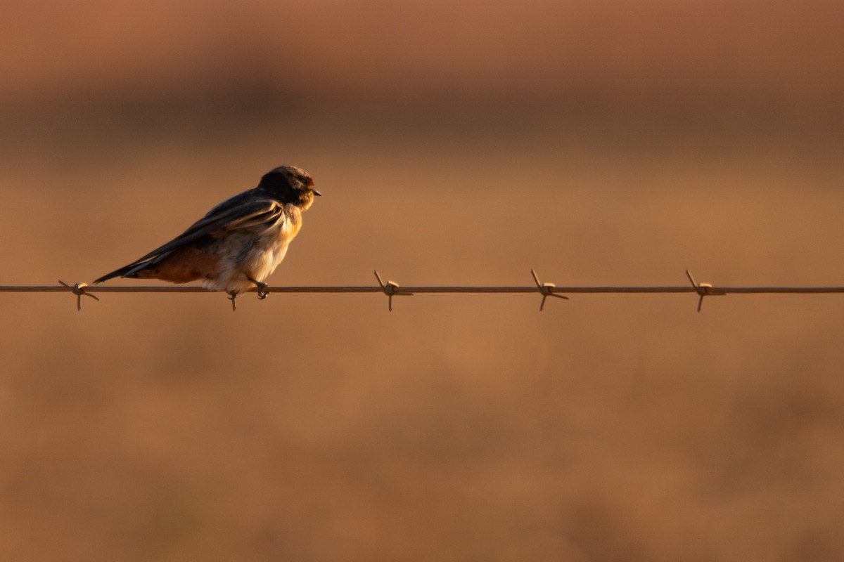 South African Swallow - ML623359042