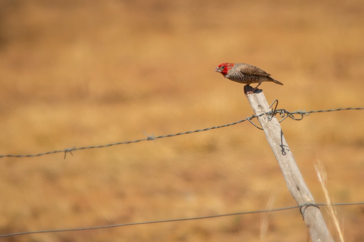 Red-headed Finch - ML623359057