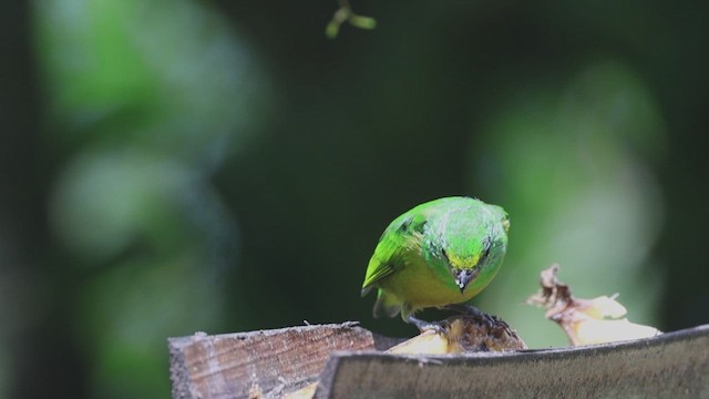 ミドリフウキンチョウ - ML623359059