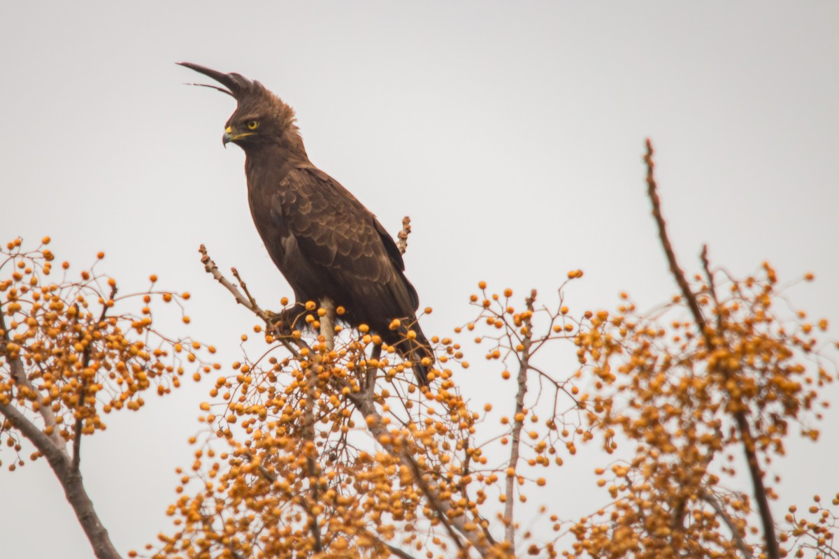 Long-crested Eagle - ML623359090