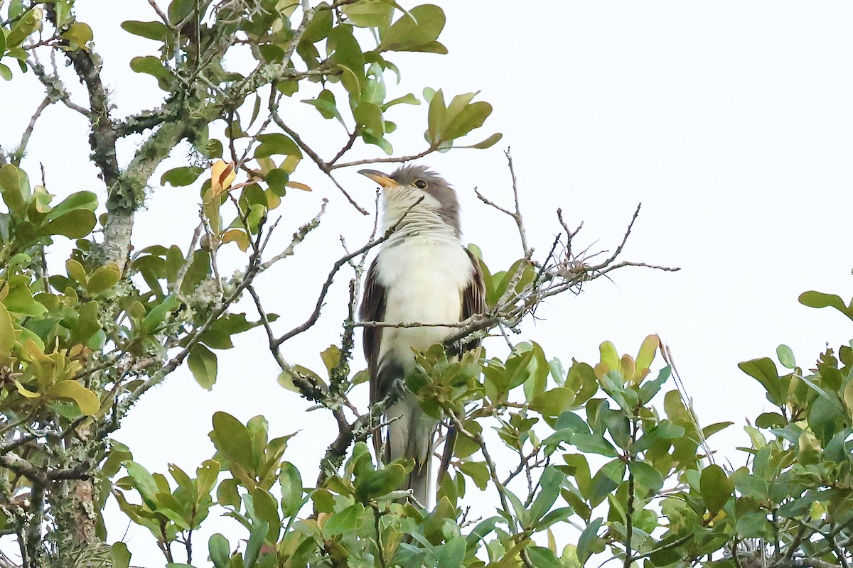 Yellow-billed Cuckoo - Mark Gorday