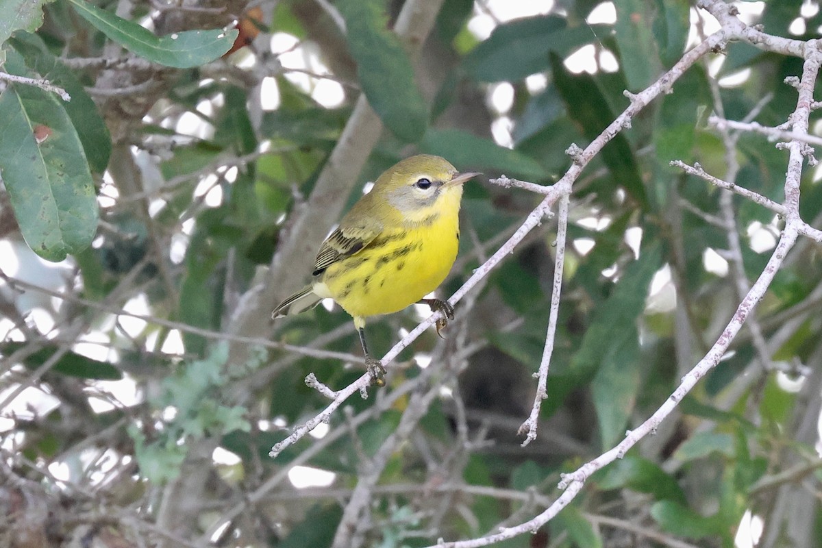 Prairie Warbler - ML623359129