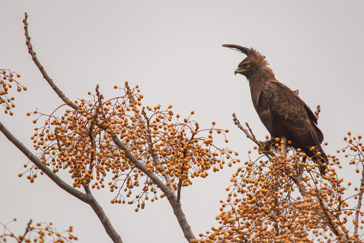 Long-crested Eagle - ML623359130