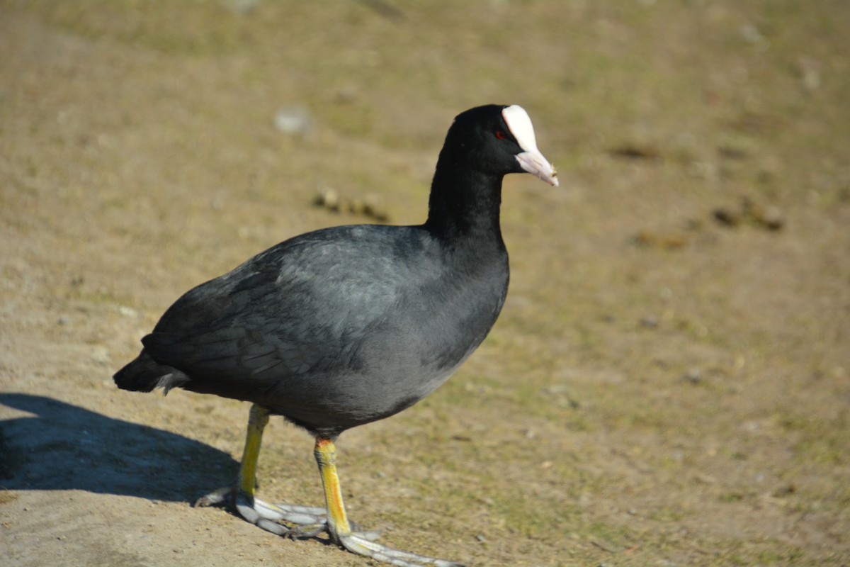 Eurasian Coot - ML623359141