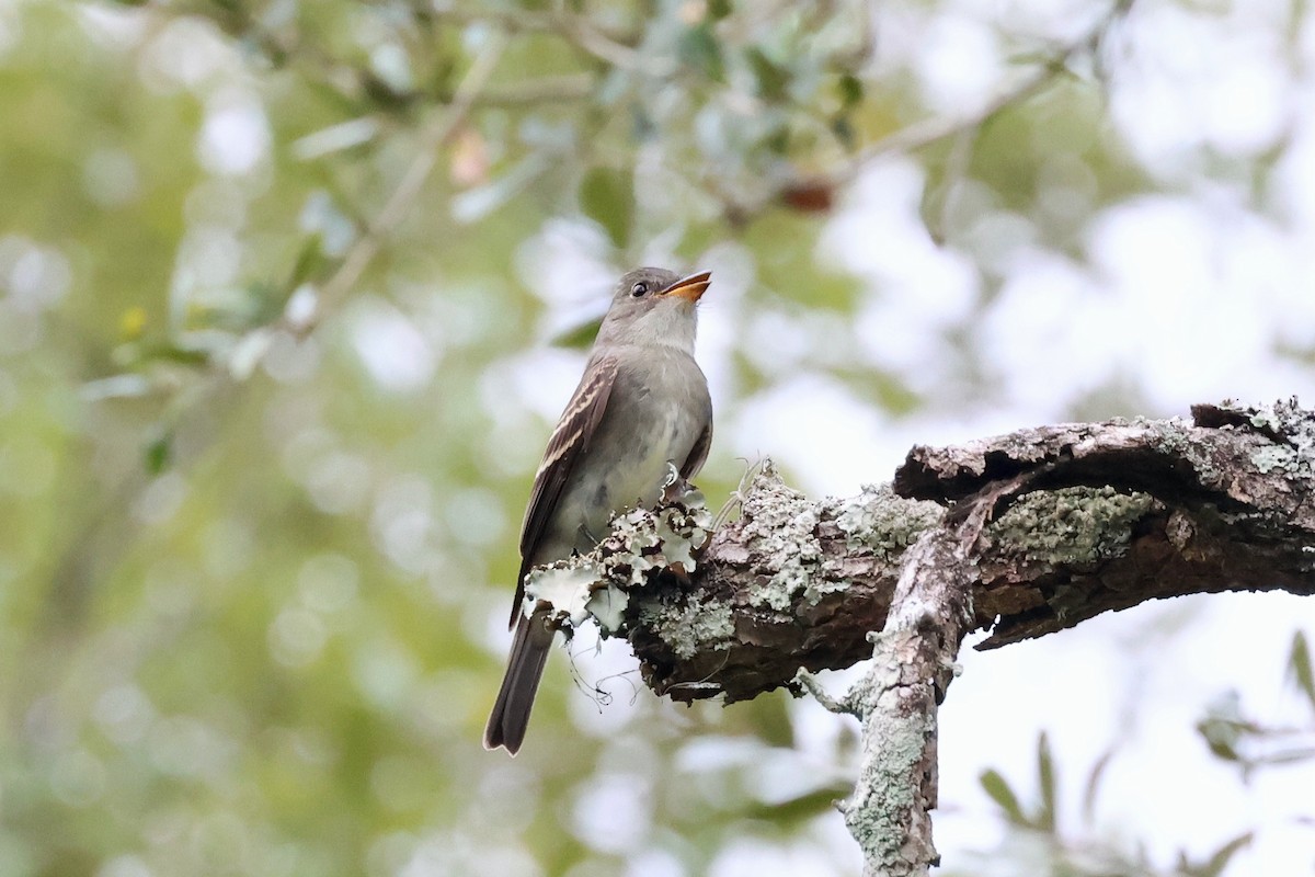 Eastern Wood-Pewee - ML623359148