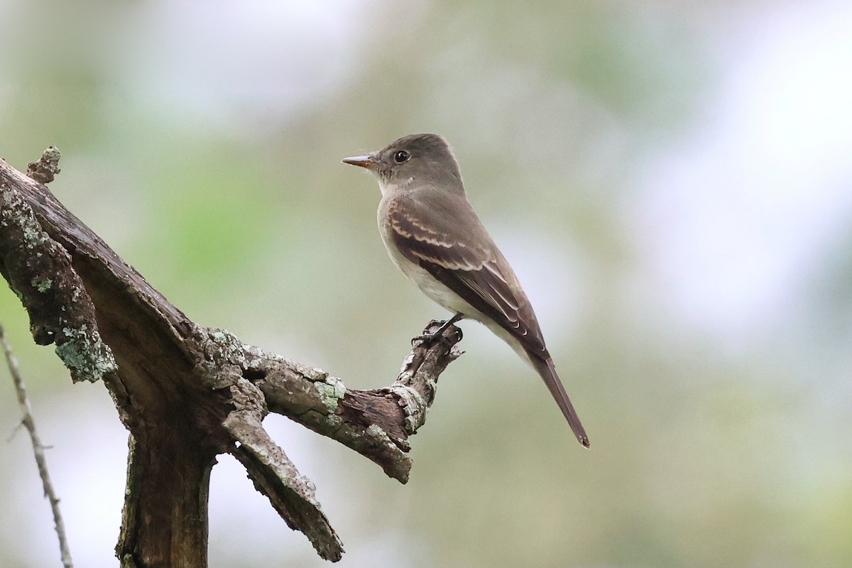 Eastern Wood-Pewee - ML623359154