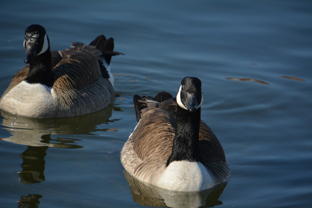 Canada Goose - ML623359162